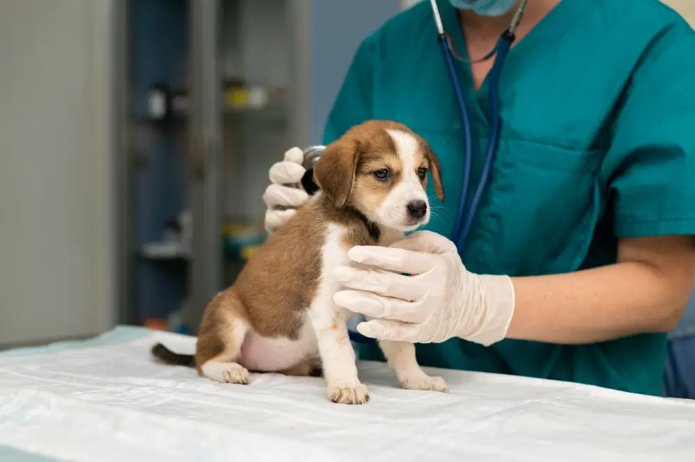 Comprar diploma Medicina veterinária